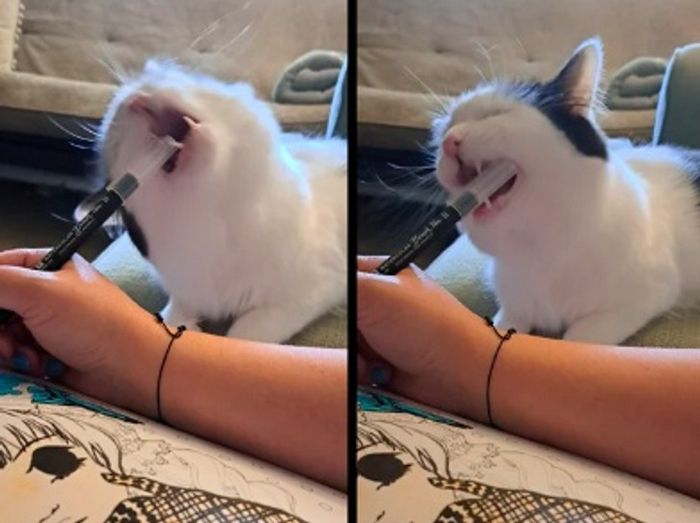 15 animais de estimação que sabem exatamente como adicionar um pouco de loucura à vida de seus donos 6