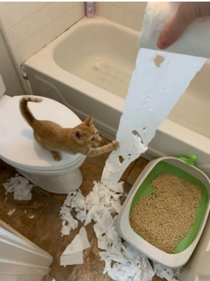 15 animais de estimação que sabem exatamente como adicionar um pouco de loucura à vida de seus donos 8