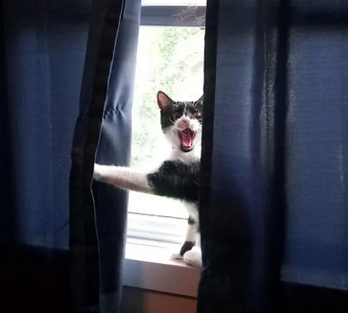 15 animais de estimação que sabem exatamente como adicionar um pouco de loucura à vida de seus donos 9