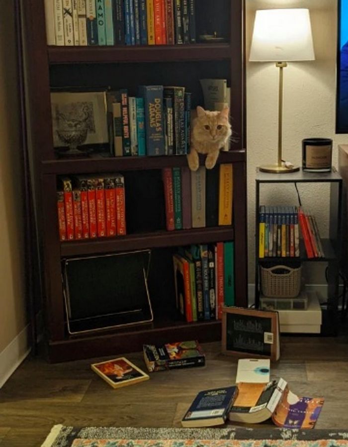 15 animais de estimação que sabem exatamente como adicionar um pouco de loucura à vida de seus donos 11