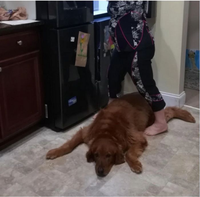 15 animais de estimação que sabem exatamente como adicionar um pouco de loucura à vida de seus donos 13