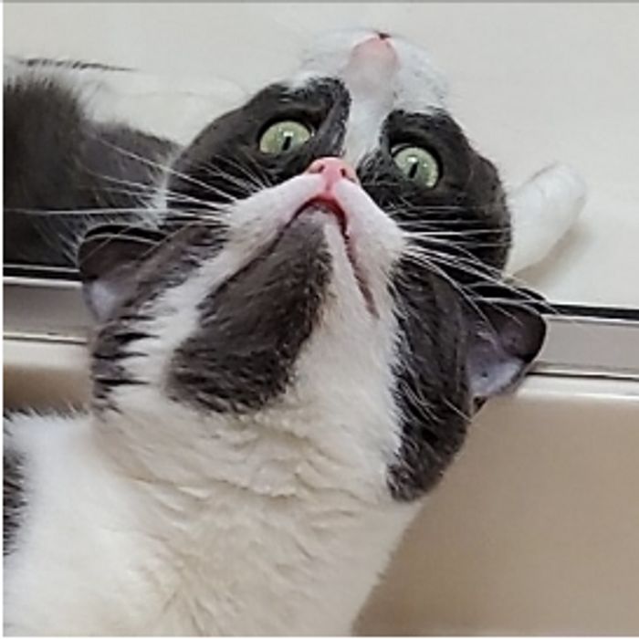 15 animais de estimação que sabem exatamente como adicionar um pouco de loucura à vida de seus donos 15