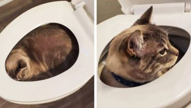 15 animais de estimação que sabem exatamente como adicionar um pouco de loucura à vida de seus donos 7