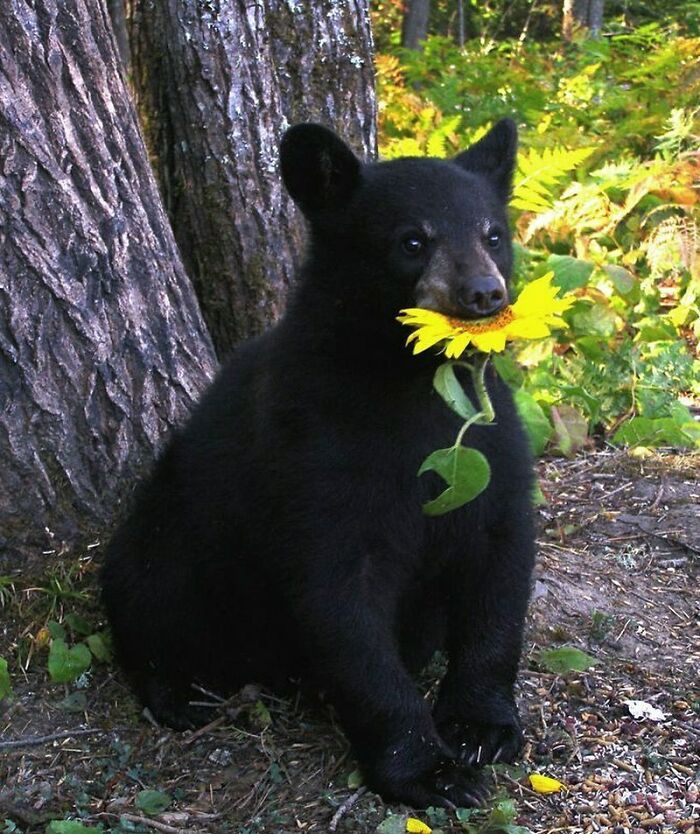 42 fotos engraçadas de animais que levantam mais perguntas do que resposta 19