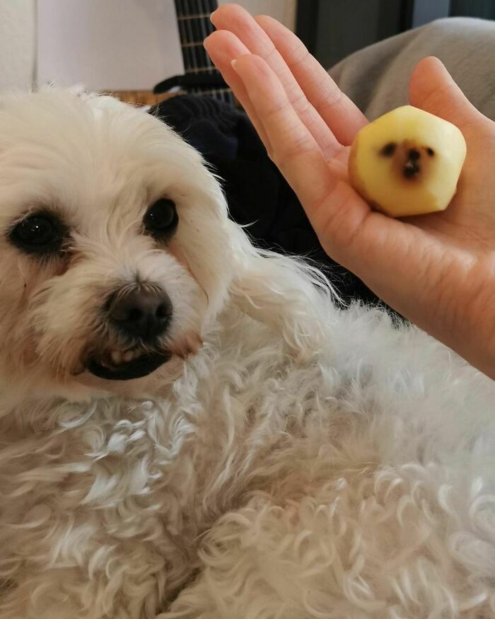 42 fotos engraçadas de animais que levantam mais perguntas do que resposta 31