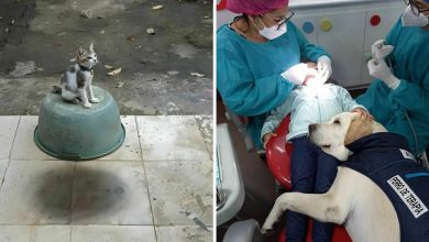 42 fotos engraçadas de animais que levantam mais perguntas do que resposta 50