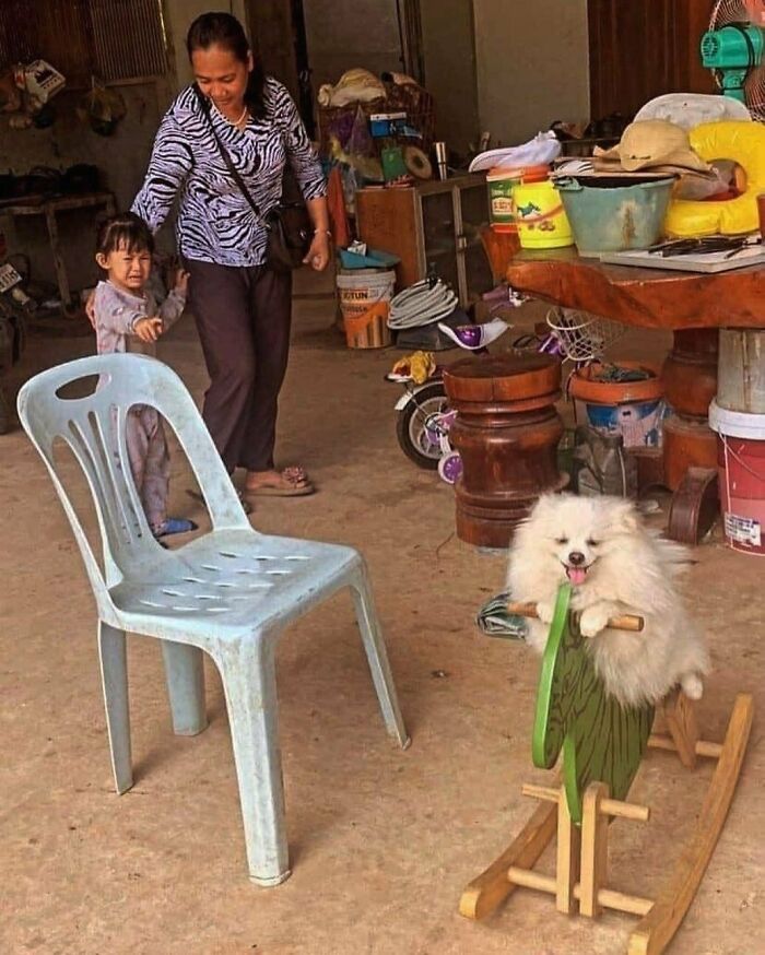 42 fotos engraçadas de animais que levantam mais perguntas do que resposta 41