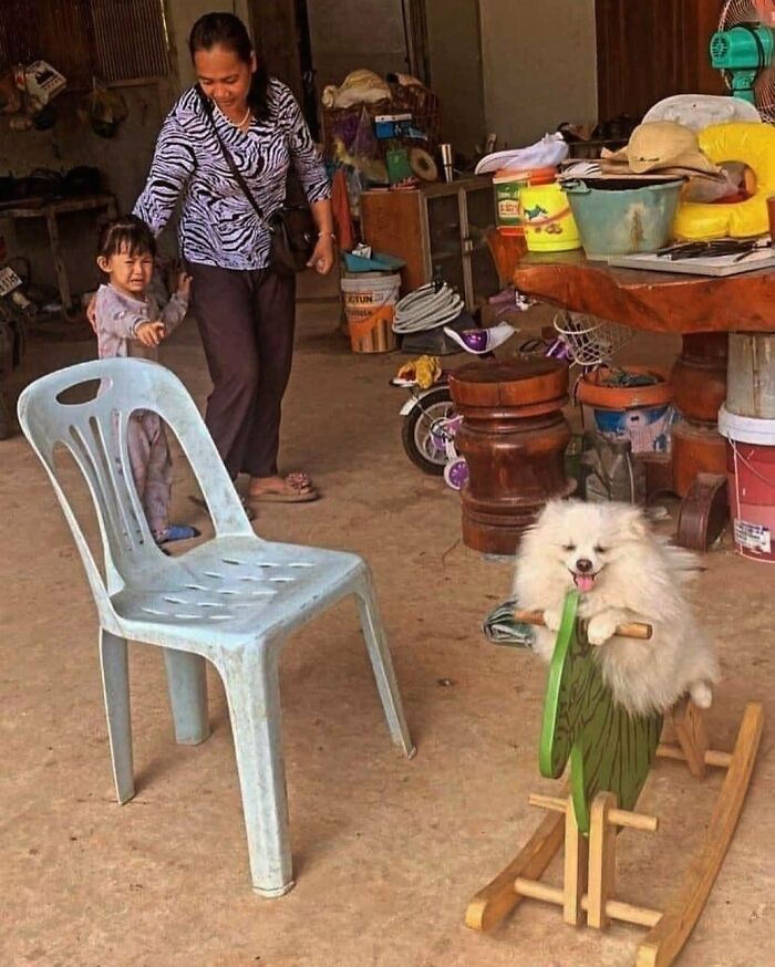 42 fotos engraçadas de animais que levantam mais perguntas do que resposta 41