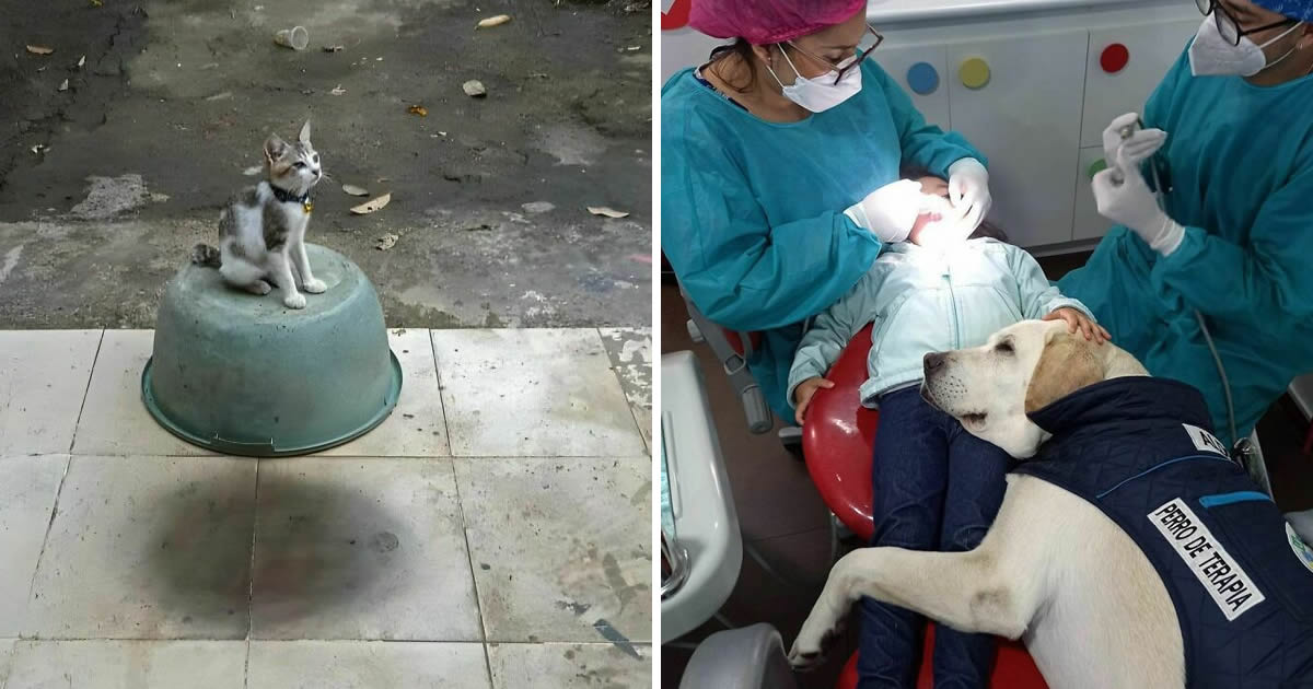 42 fotos engraçadas de animais que levantam mais perguntas do que resposta