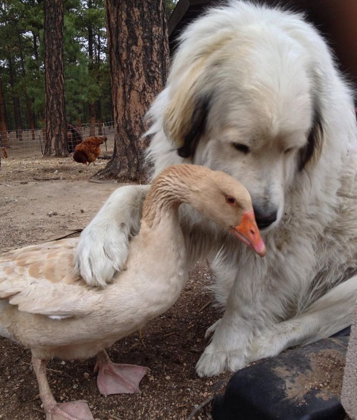 17 fotos que são mais doces que um bolo de aniversário 1
