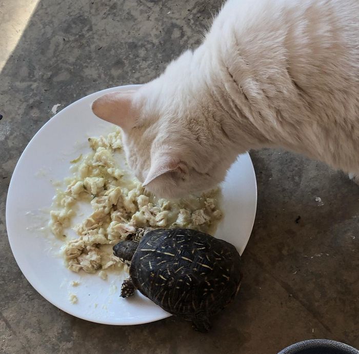 17 fotos que são mais doces que um bolo de aniversário 3