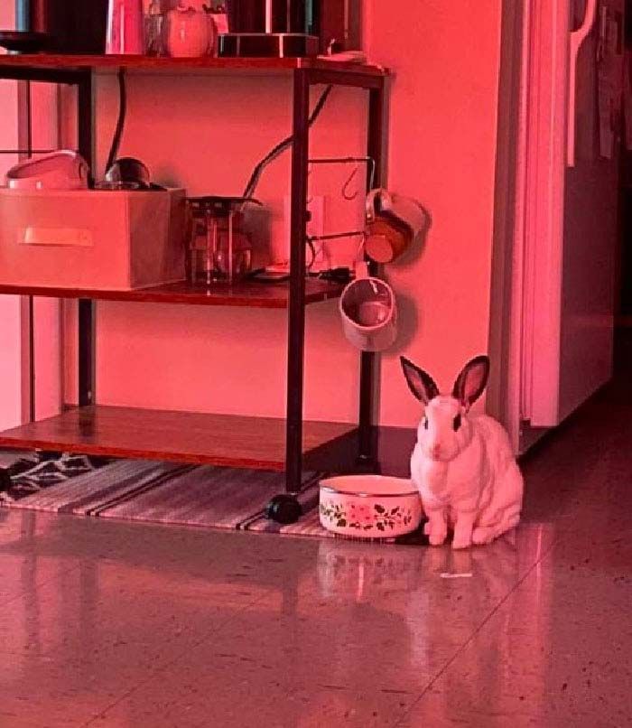 24 memes e piadas sobre coelhos que mostram que eles não são tão doces e inocentes quanto parecem 3