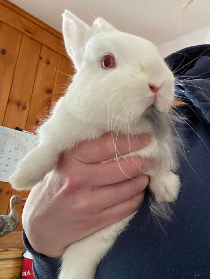 24 memes e piadas sobre coelhos que mostram que eles não são tão doces e inocentes quanto parecem 5