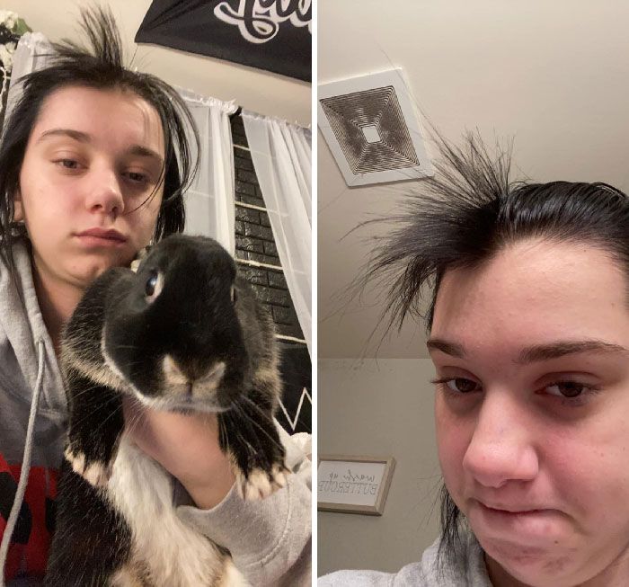 24 memes e piadas sobre coelhos que mostram que eles não são tão doces e inocentes quanto parecem 7