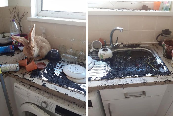 24 memes e piadas sobre coelhos que mostram que eles não são tão doces e inocentes quanto parecem 8