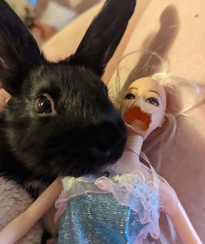 24 memes e piadas sobre coelhos que mostram que eles não são tão doces e inocentes quanto parecem 10