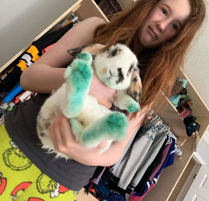 24 memes e piadas sobre coelhos que mostram que eles não são tão doces e inocentes quanto parecem 14