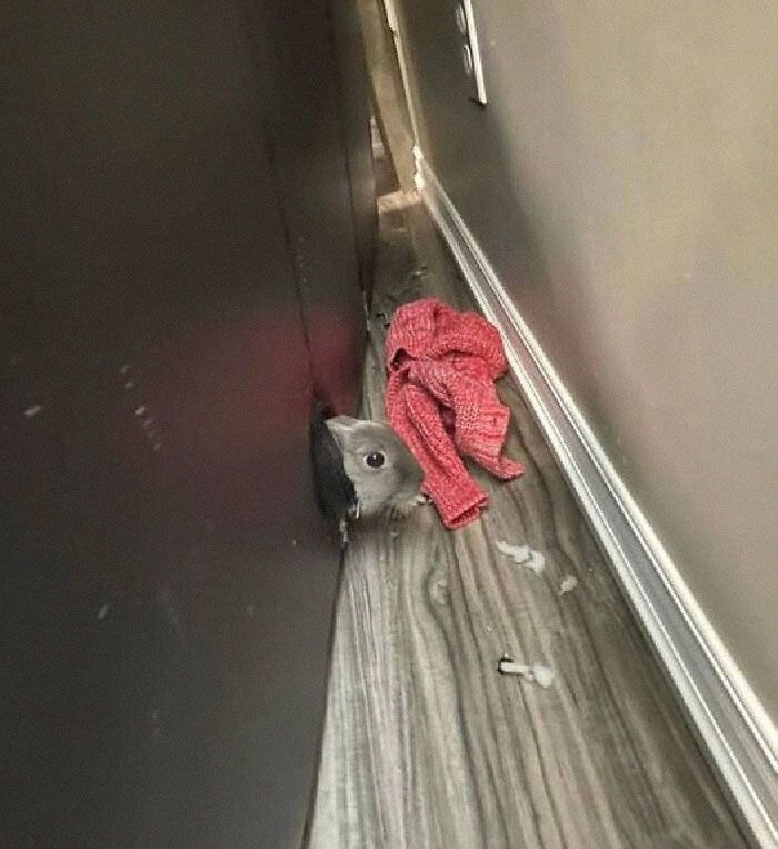 24 memes e piadas sobre coelhos que mostram que eles não são tão doces e inocentes quanto parecem 15