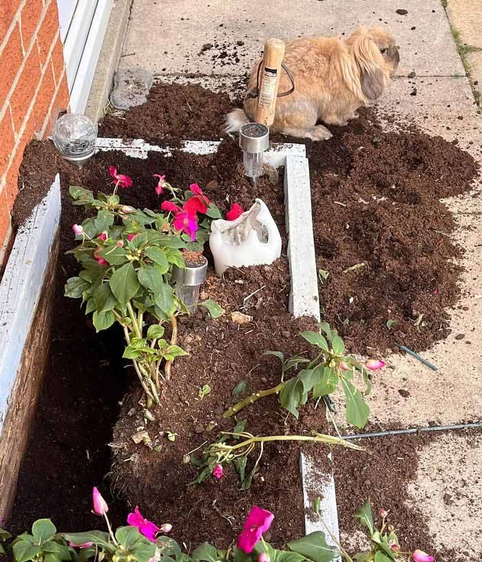 24 memes e piadas sobre coelhos que mostram que eles não são tão doces e inocentes quanto parecem 18