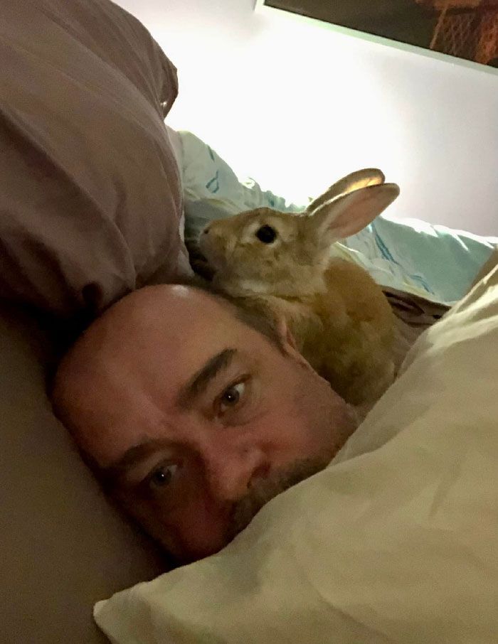 24 memes e piadas sobre coelhos que mostram que eles não são tão doces e inocentes quanto parecem 19