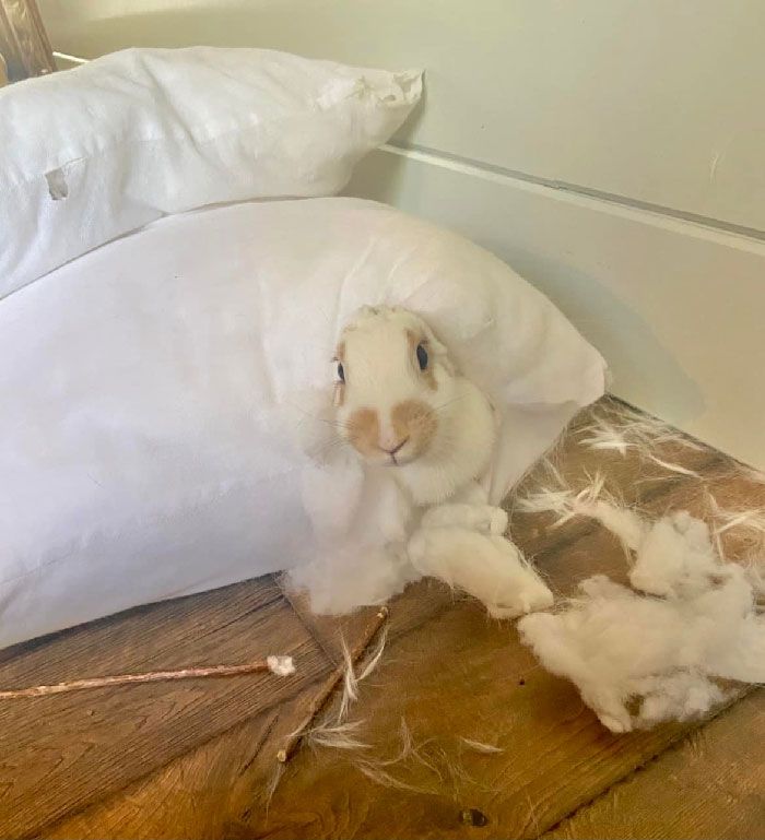 24 memes e piadas sobre coelhos que mostram que eles não são tão doces e inocentes quanto parecem 21