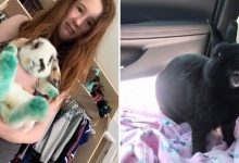 24 memes e piadas sobre coelhos que mostram que eles não são tão doces e inocentes quanto parecem 8