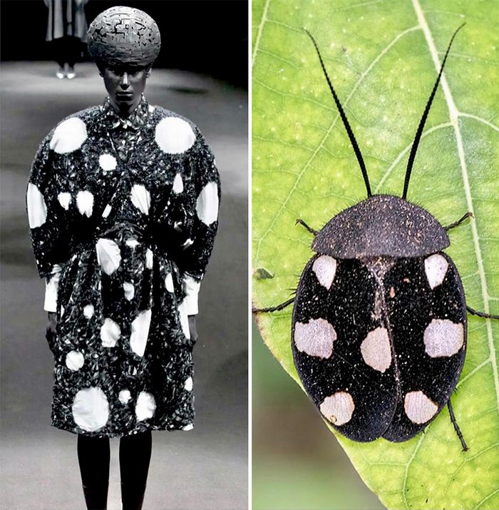 A moda muitas vezes se inspira na natureza e esta conta do Instagram prova isso (32 fotos) 15 A moda muitas vezes se inspira na natureza e esta conta do Instagram prova isso (32 fotos) 15