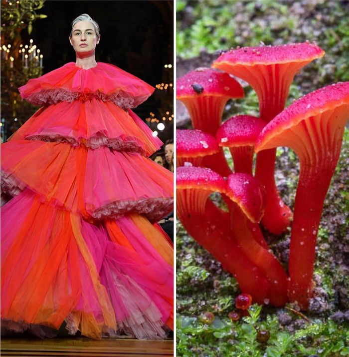 A moda muitas vezes se inspira na natureza e esta conta do Instagram prova isso (32 fotos) 16