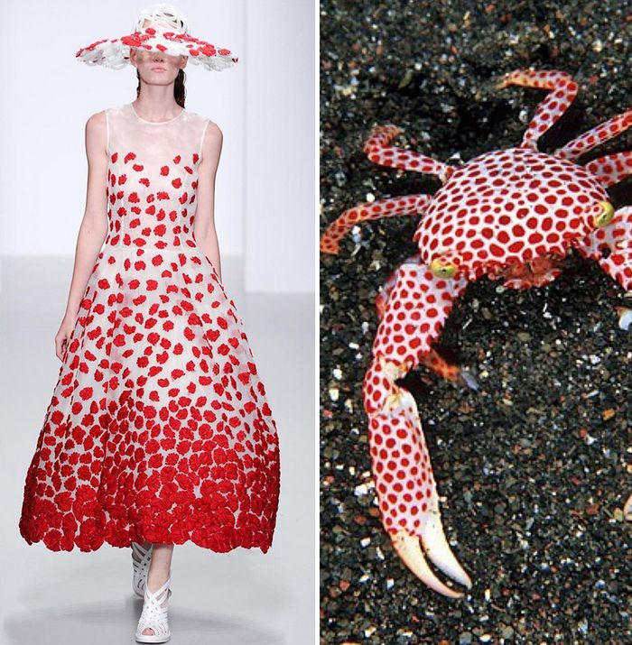 A moda muitas vezes se inspira na natureza e esta conta do Instagram prova isso (32 fotos) 27 A moda muitas vezes se inspira na natureza e esta conta do Instagram prova isso (32 fotos) 27
