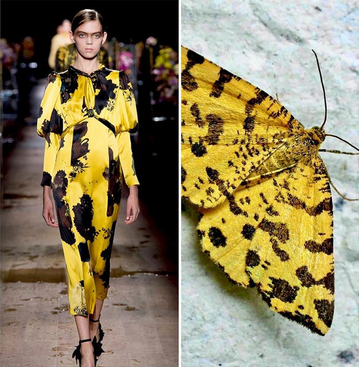 A moda muitas vezes se inspira na natureza e esta conta do Instagram prova isso (32 fotos) 31 A moda muitas vezes se inspira na natureza e esta conta do Instagram prova isso (32 fotos) 31