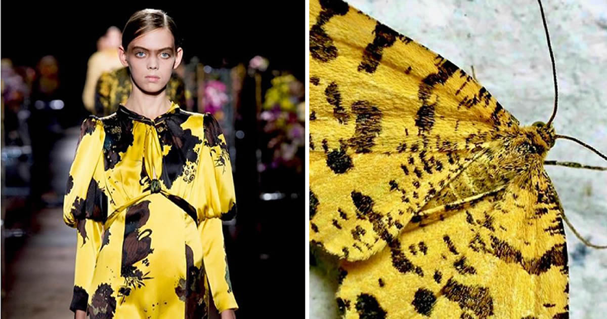 A moda muitas vezes se inspira na natureza e esta conta do Instagram prova isso (32 fotos)
