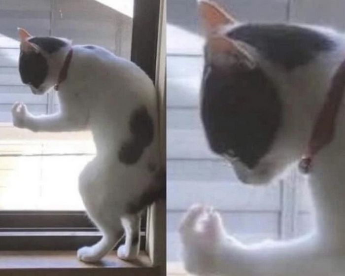 15 animais de estimação que são mais expressivos do que alguns humanos 5