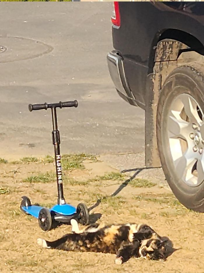 15 animais de estimação que são mais expressivos do que alguns humanos 7