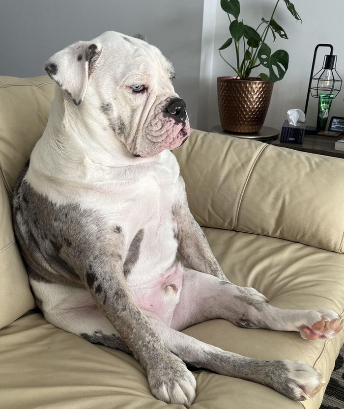 15 animais de estimação que são mais expressivos do que alguns humanos 8