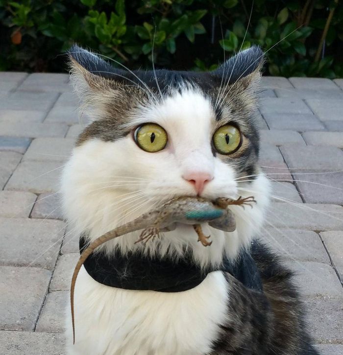 15 animais de estimação que são mais expressivos do que alguns humanos 10