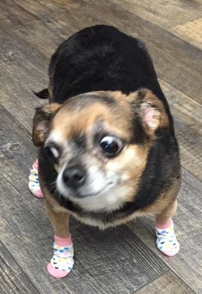 15 animais de estimação que são mais expressivos do que alguns humanos 11