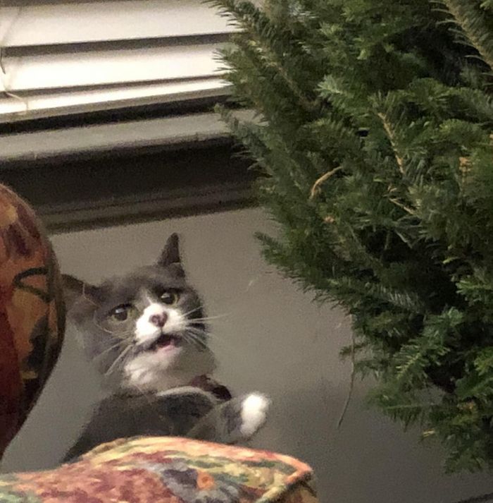 15 animais de estimação que são mais expressivos do que alguns humanos 12