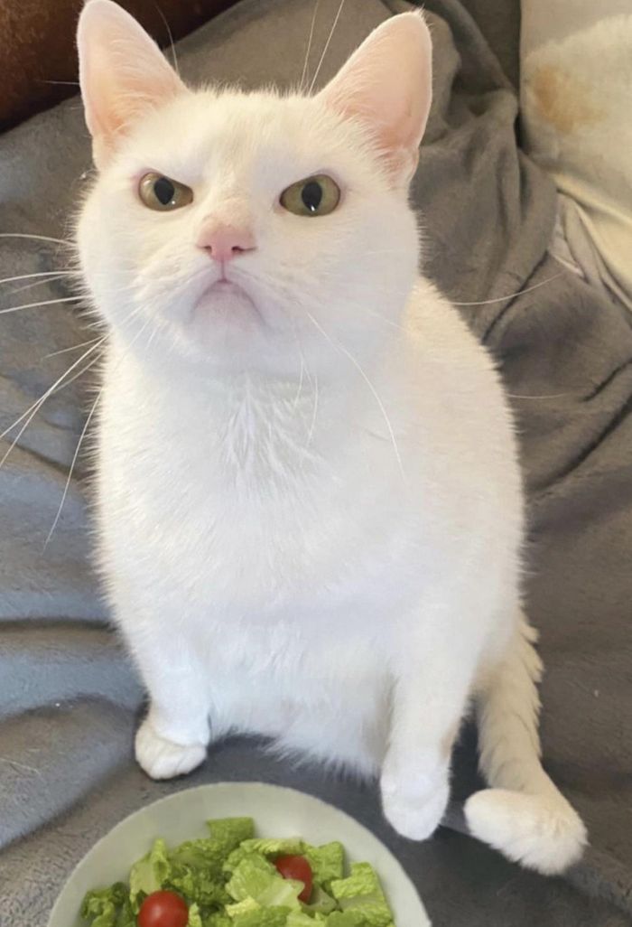 15 animais de estimação que são mais expressivos do que alguns humanos 13