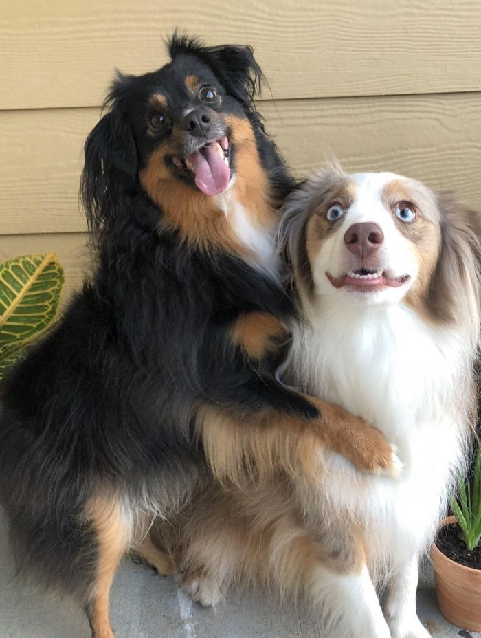 15 animais de estimação que são mais expressivos do que alguns humanos 14