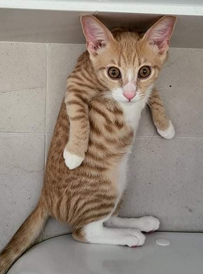 15 animais de estimação que são mais expressivos do que alguns humanos 15