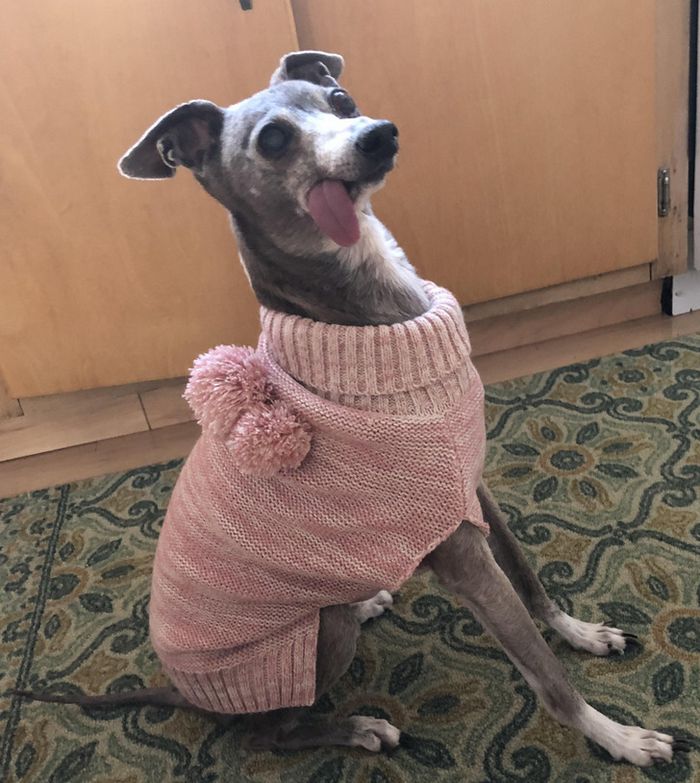 15 animais de estimação que são mais expressivos do que alguns humanos 9