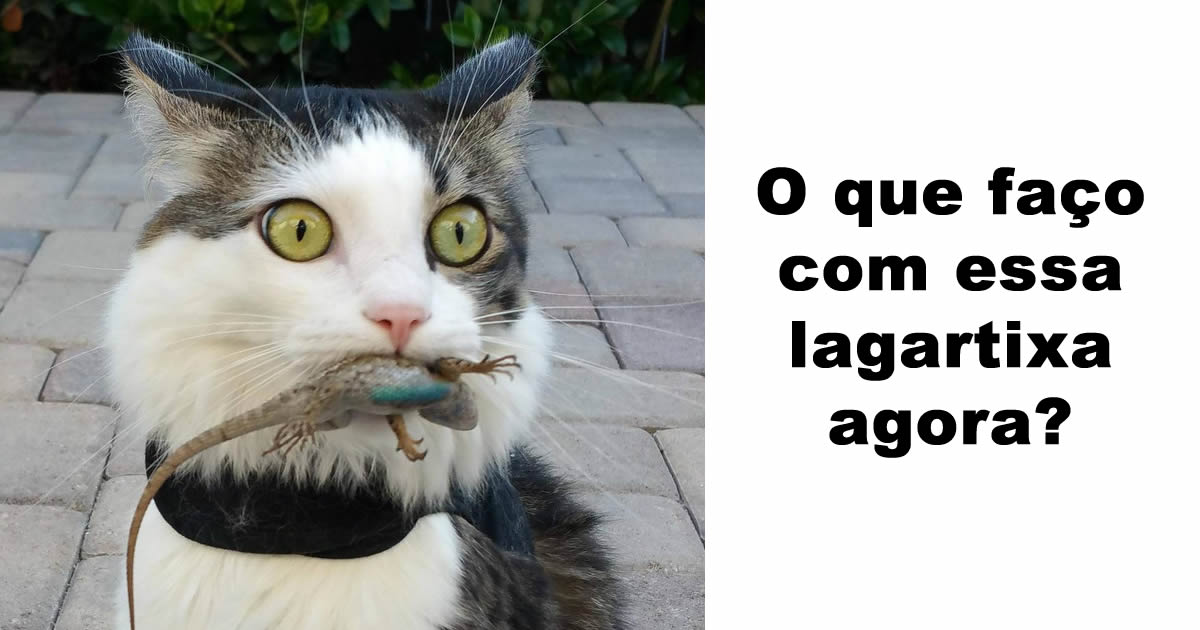 15 animais de estimação que são mais expressivos do que alguns humanos