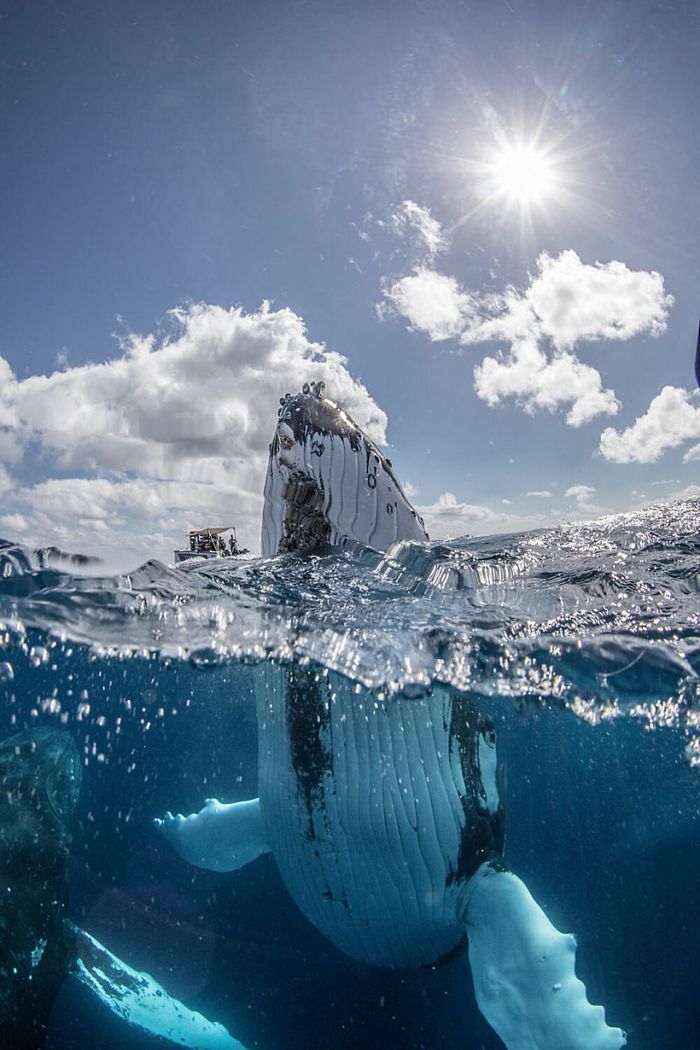 13 fotos de baleias jubarte brincando conosco no oceano 2