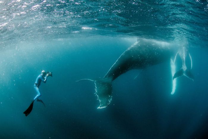 13 fotos de baleias jubarte brincando conosco no oceano 13