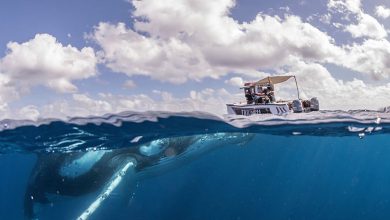 13 fotos de baleias jubarte brincando conosco no oceano 3