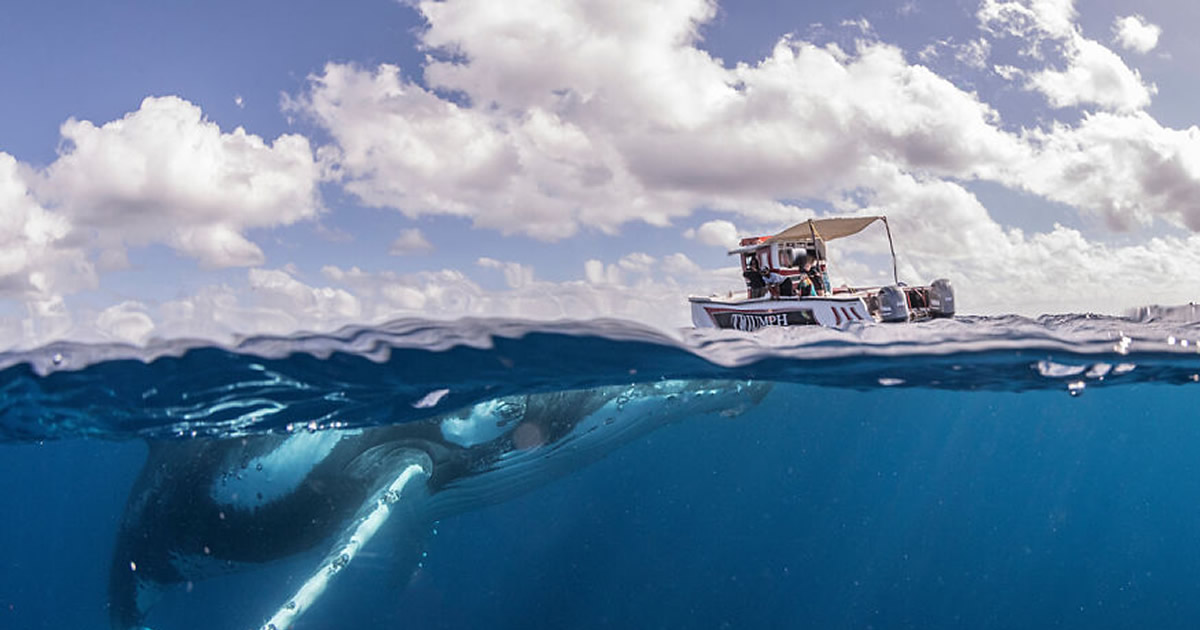 13 fotos de baleias jubarte brincando conosco no oceano 15