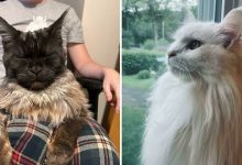 38 fotos ridiculamente impressionantes do gato Maine Coon que você precisa ver 8