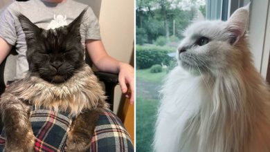 38 fotos ridiculamente impressionantes do gato Maine Coon que você precisa ver 27