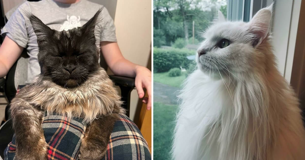 38 fotos ridiculamente impressionantes do gato Maine Coon que você precisa ver