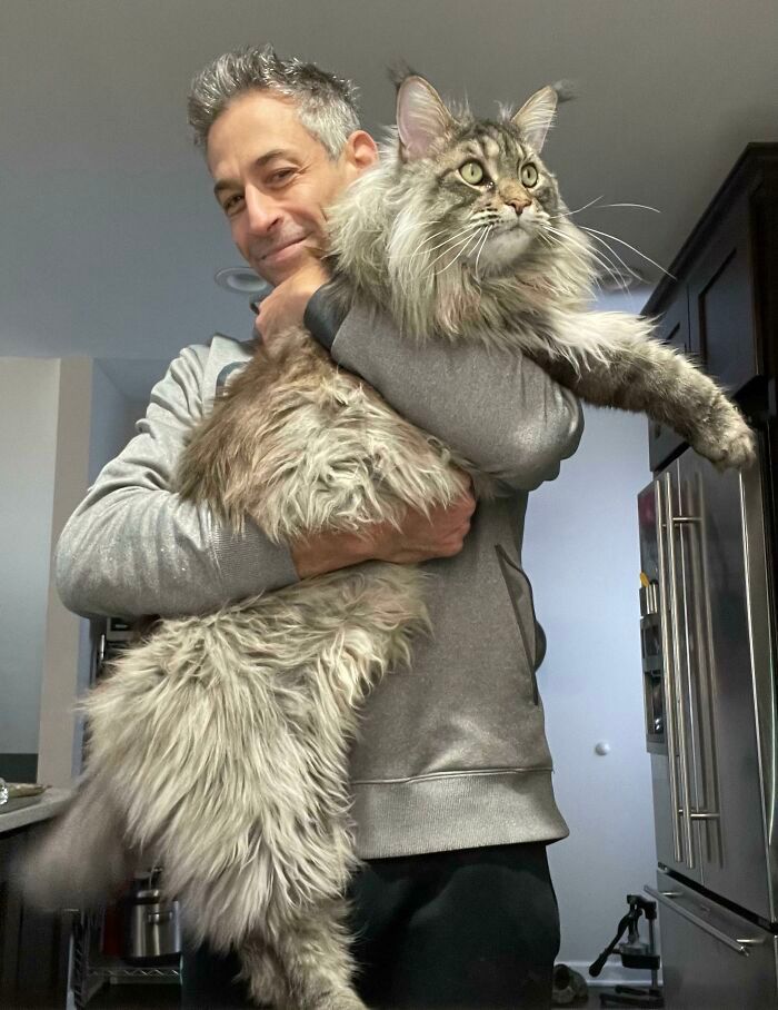 38 fotos ridiculamente impressionantes do gato Maine Coon que você precisa ver 2